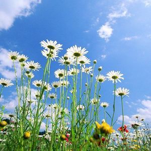 Meet your Posher, Salama